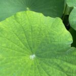 夏季休暇のお知らせ